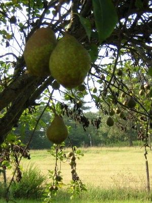 Pear tree small.jpg